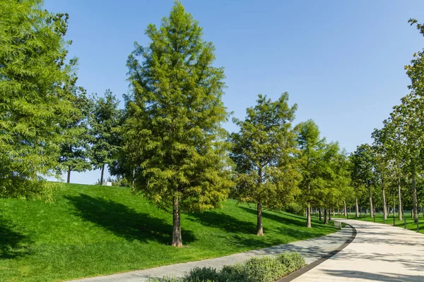 Bald Cypress Taxodium Distichum (swamp, white-cypress, gulf or tidewater red cypress) green tree in public landscape city Park Krasnodar or \'Galitsky park\' in sunny autumn September 2020