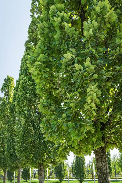A row of Quercus robur, commonly known as common oak, pedunculate, European or English oak in city park krasnodar. Public landscape 'Galitsky park' for relaxation and walking in sunny autumn 2020 — Stock Image Row Quercus Robur Commonly Known Common Oak Pedunculate European English Stock Photo