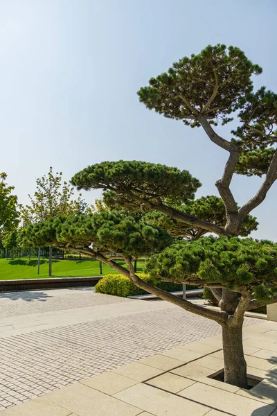Beautiful bonsai pine tree (Pinus mugo or mountain pine) with lush needles in public landscape city Park Krasnodar or Galitsky Park in sunny autumn 2020 — Stock Image Beautiful Bonsai Pine Tree Pinus Mugo Mountain Pine Lush Needles Stock Photo