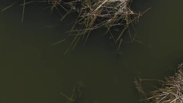 Ovanifrån av grön damm med gamla calamus — Stockvideo