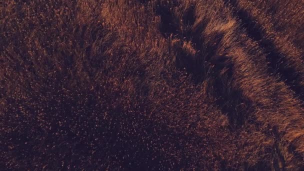 秋の草原の空中ドリー ショット — ストック動画