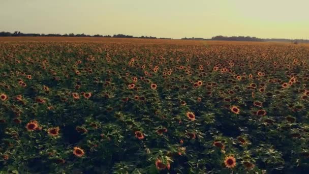 Vista aérea del campo de girasol — Vídeo de stock