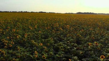 Cuntryside ayçiçeği alanının üstten görünüm