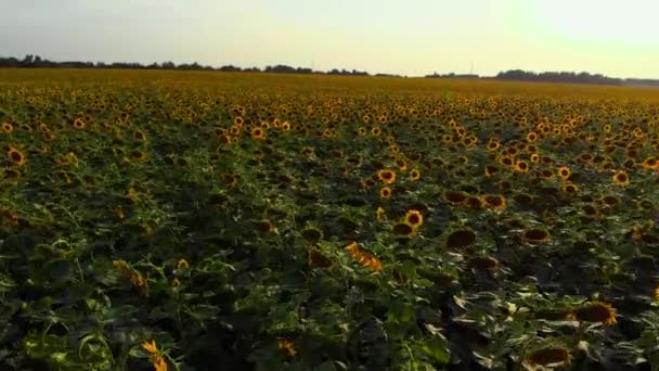 Vista panorámica del campo de girasol en el campo — Vídeo de stock