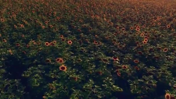 Vista aérea del campo de girasol en verano — Vídeo de stock