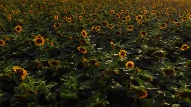 Clima Soleado Vista Superior Del Campo Verano Campo Verano — Vídeo de stock