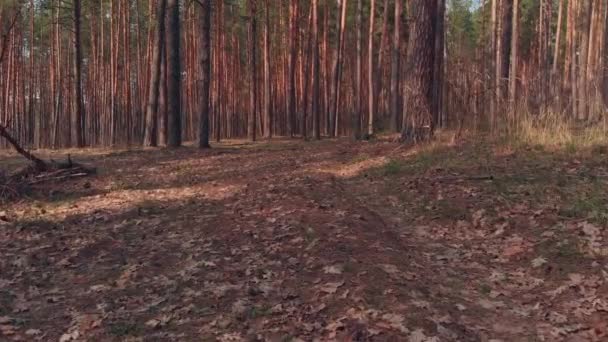 Rastreamento tiro de floresta no outono — Vídeo de Stock