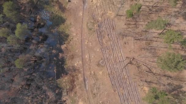 大 deforestated 区的顶部视图 — 图库视频影像
