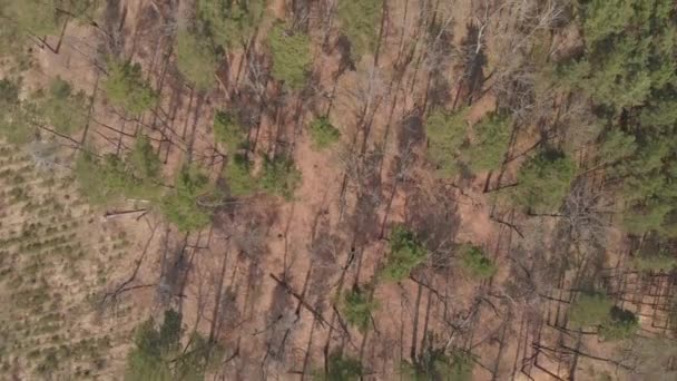 森林面临森林砍伐的最高视图 — 图库视频影像
