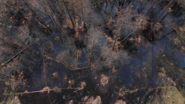 Vue du dessus de la forêt inondée — Video