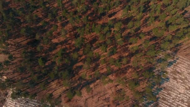 Blick von oben auf den abgeholzten Wald — Stockvideo