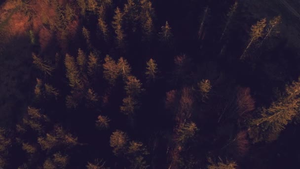 Orman üstten görünüm dağ yamaçlarında — Stok video