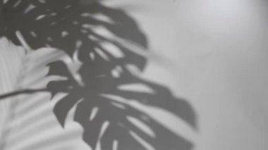  Beyaz duvardaki yaprak gölgesi Görüntü arkaplanı, kavramları yaz siyah ve beyaz