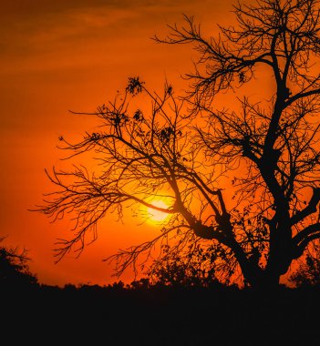 Canlı turuncu gökyüzü ile Afrika güzel ve dramatik günbatımı ve Hayır ile kontrast bir ağaç yaprakları, Burkina Faso