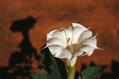 Jimson Weed - tatula tatula - Solanaceae - Anıt Vadisi Milli Parkı - yaz closeup