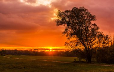 Картина, постер, плакат, фотообои "beautiful and dramatic sunset in the countryside with a silhouetted tree on a cloudy day of early fall, elsace, france
.", артикул 209806334