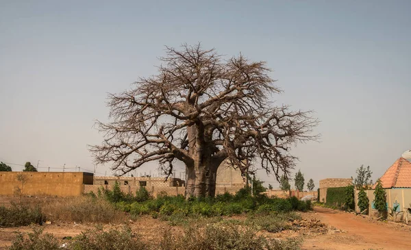 Дерево Безлистных Баобабов Адансония Дигитата Уагадугу Буркина Фасо Западная Африка — стоковое фото