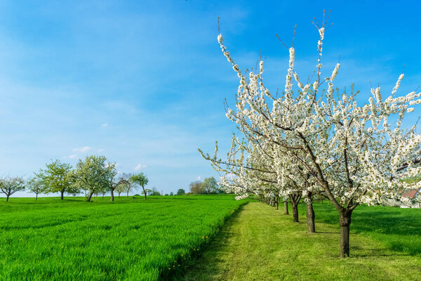 Flowering plum trees, prunus domestica, in line in the countryside on a beautiful and sunny day of early spring, copy space.