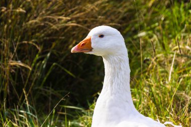 Bir kar kaz (beyaz kaz) - chen caerulescens - arka planda doğayla - yatay portresi.