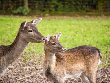Açık kahverengi - cervidae ile hind portresi.