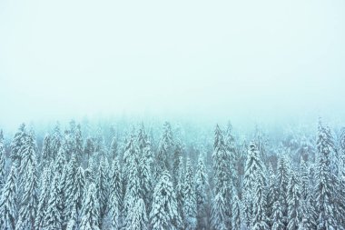 Firs orman kışın büyük kopya alanı - Vosges, Fransa - sisli bir atmosfer ile Aralık 2017