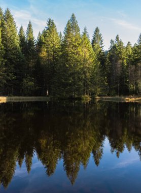 Bazı firs (Vosges, Fransa) - gölde kendi yansıması ile geç öğleden sonra güneş tarafından aydınlanmış 2017 düşmek.