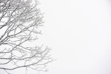 Karlı ve buzlu dalları ile büyük sağ kopya alanı temizleyin