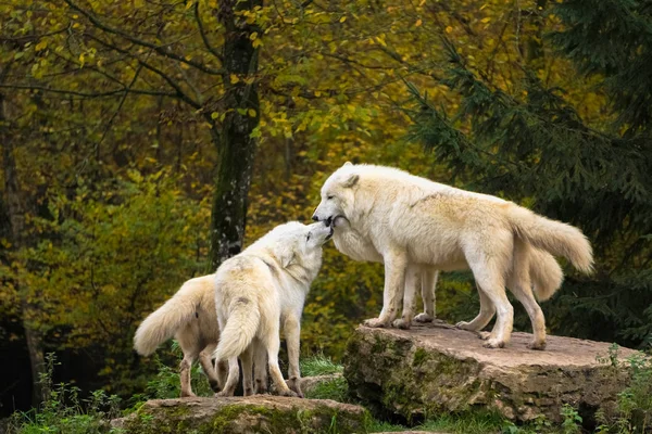 Una Manada Lobos Árticos Canis Lupus Arctos Sobre Rocas Bosque — Foto de Stock