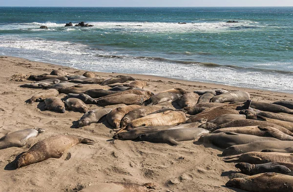 Elephant seals sleeping in a sand beach in the afternoon with the Pacific Ocean in the background.