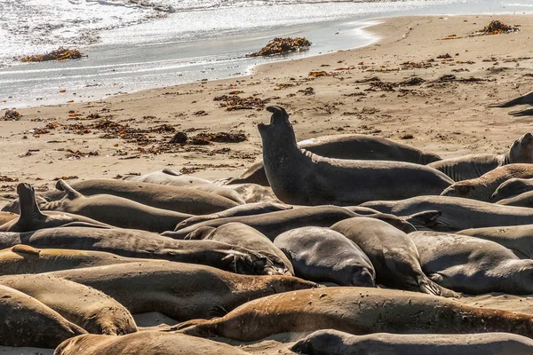Grupo Focas Elefantes Mirounga Angustrinostris Descansando Uma Praia Areia Point — Fotografia de Stock
