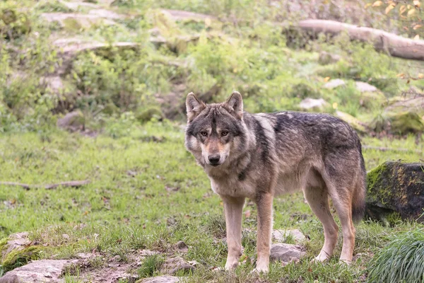 Retrato Lobo Gris Europa Canis Lupus Lupus Bosque Mirando Hacia — Foto de Stock