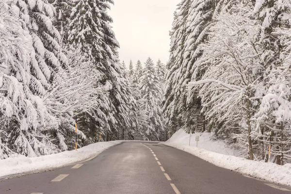 Temizlenmiş bir yol dağlarda karlı firs tarafından erken kış aylarında (Kasım 2017) Vosges (Fransa çevrili.) 