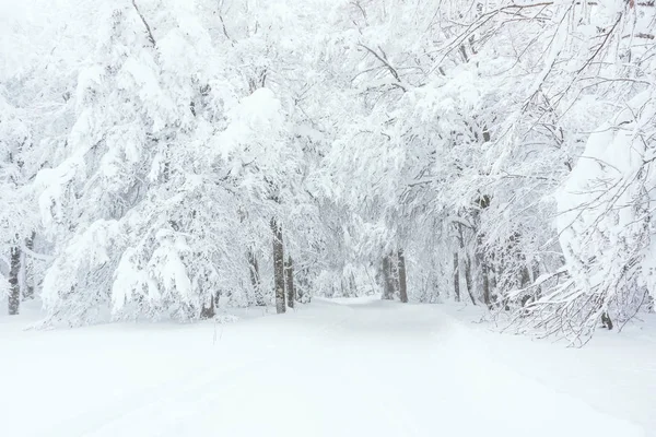 Bir kış manzarası. Orman ile bir iz tamamen (Vosges, Fransa - Kasım 2017 karla kaplı).