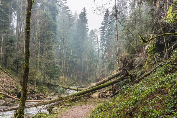 Some fallen trees after a storm over a trail in the forest, Vosges, France.
