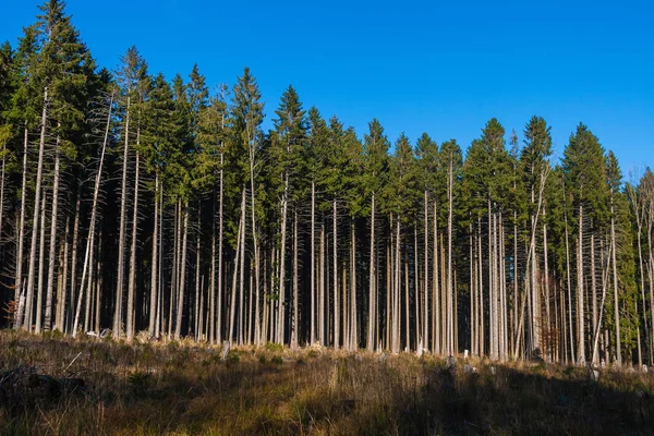 Floresta Coníferas Explorada Industrialmente Vosges França — Fotografia de Stock