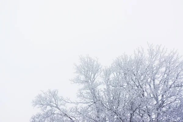 Büyük ve net kopya alanı ile şube ve sisli bir havada donmuş ağaçlar