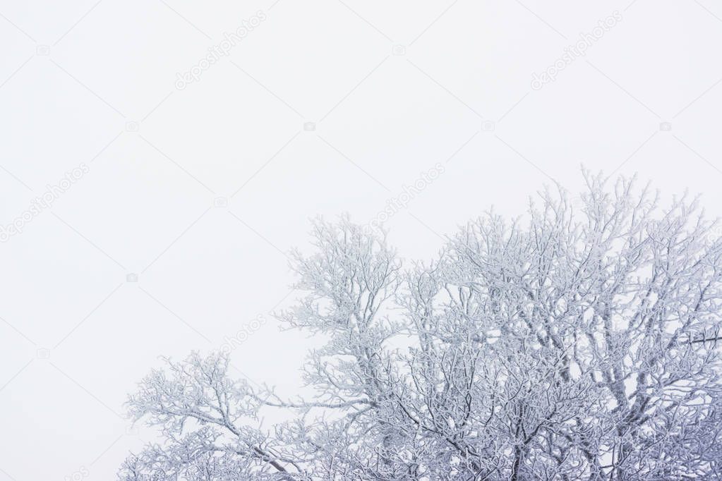 Frozen trees in a wintry and foggy weather with large and clear copy space