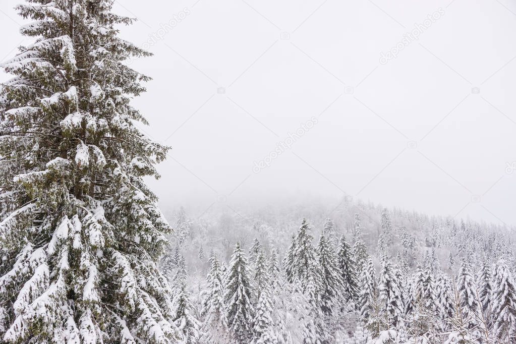 A snowy and icy pine forest during a foggy day of winter in the Vosges mountains, France.