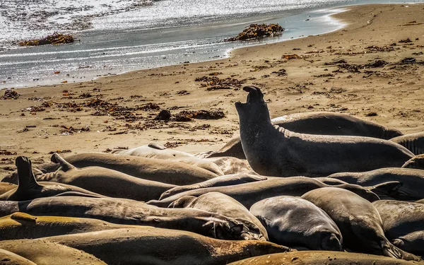 Elephant seals, mirounga angustinostris, group sleeping in the sand on late afternoon at Elephant Seal Vista Point, along Cabrillo Highway, Pacific California Coast, USA.