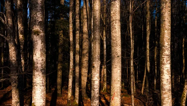 Golden hour cenário florestal. Troncos árvore padrão papel de parede, fundo ou pano de fundo. Conceito de natureza . — Fotografia de Stock