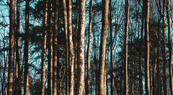 푸른 시안 하늘에 나무 줄기. 포리스트 패턴 개념입니다. 추상 자연 벽지, 배경 또는 배경. — 스톡 사진