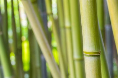 Yeşil bambu orman closeup, Bambusoideae