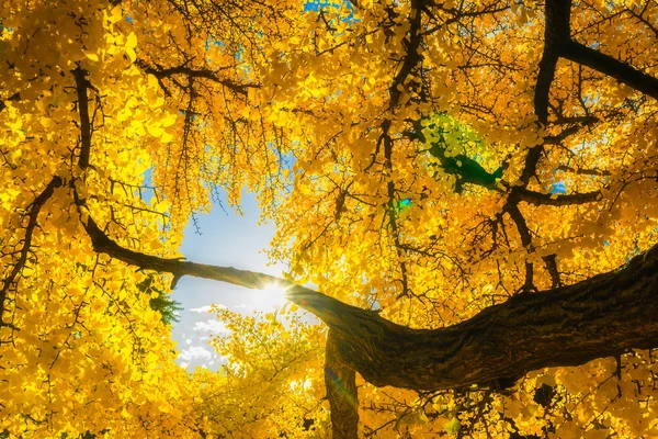 Sol brillando a través del follaje amarillo de un árbol de gingko biloba. Otoño u otoño hermoso paisaje. Concepto de temporada . — Foto de Stock