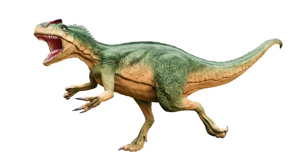 Allosaurus Fragilis Con Attacco Posa Aggressiva Isolato Sfondo Bianco Ricostituzione — Foto Stock