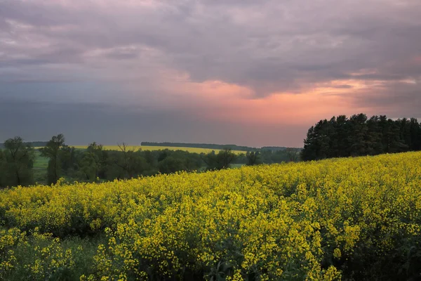 Yellow Fields Colza Hills Pink Grey Sky — Stock Photo, Image