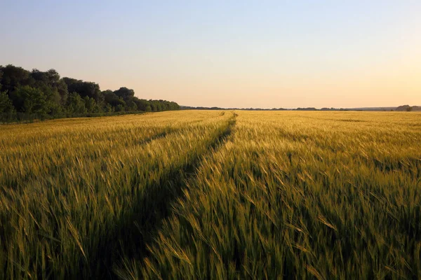 Campo Cereais Não Maduros Iluminado Pelo Sol Céu Claro — Fotografia de Stock