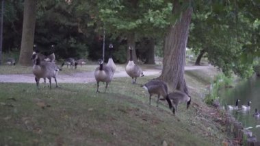 Ördekler göl kenarında yürüyüp yemek yer.