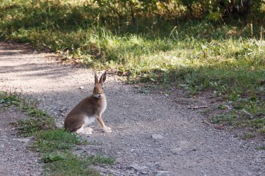 Hare sitting on a rural road shows tongue