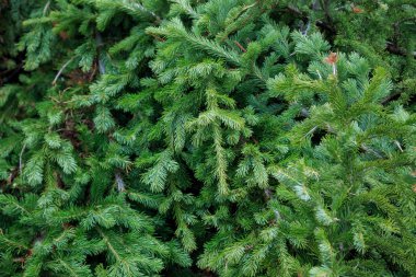 Taze köknar dalları arka plan. Noel ağacı dalları.