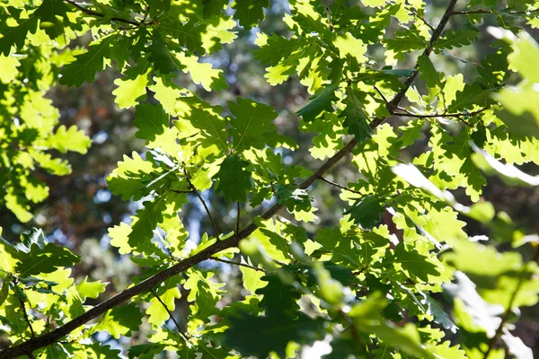 Äste und Blätter von Eichen bei sonnigem Wetter — Stockfoto